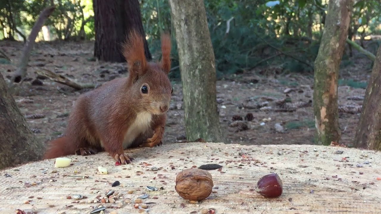 Eichh&ouml;rnchen Entertainment - Walnuss vs Haselnuss 6 | Squirrel Entertainment - Walnut vs Hazelnut 6