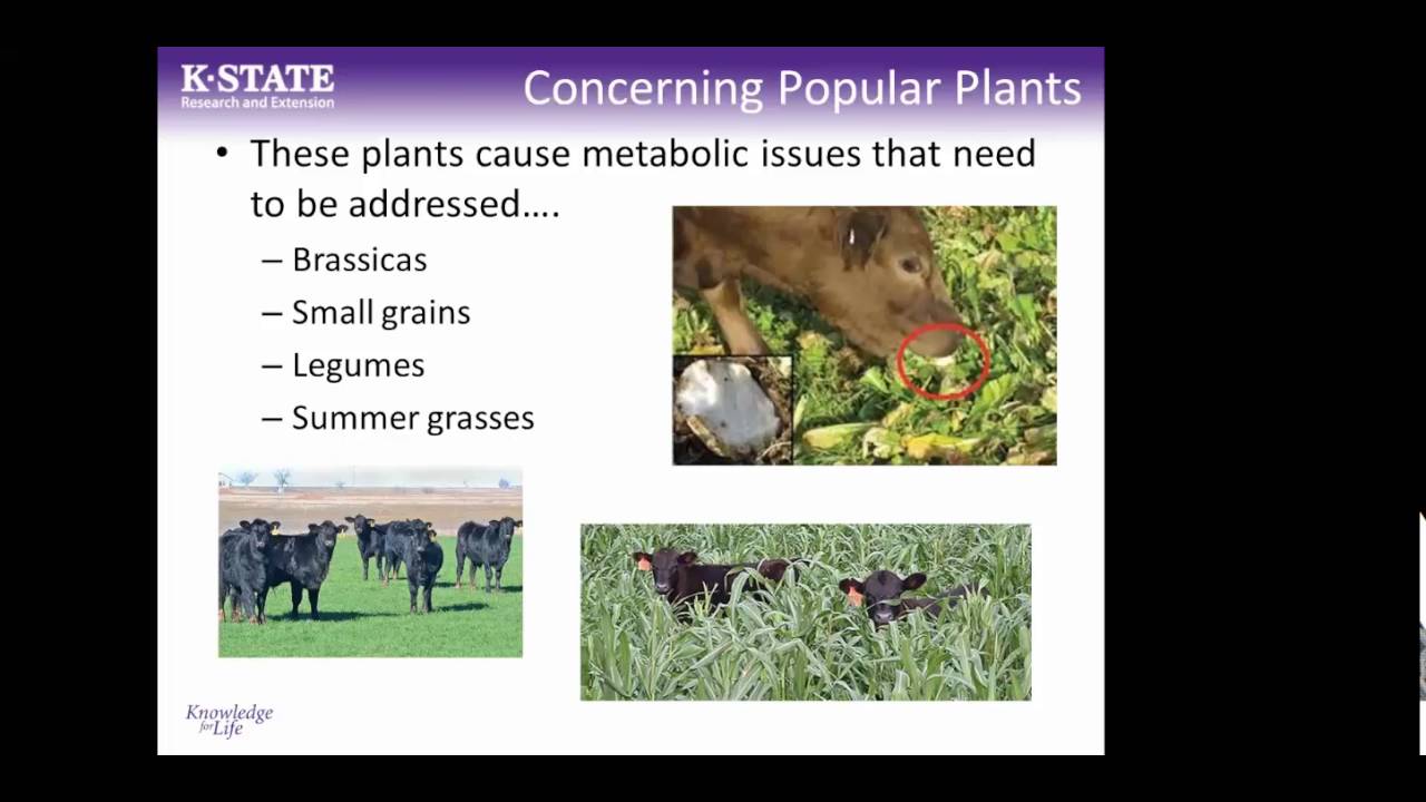 Potentially Toxic Forage Crops for Cattle