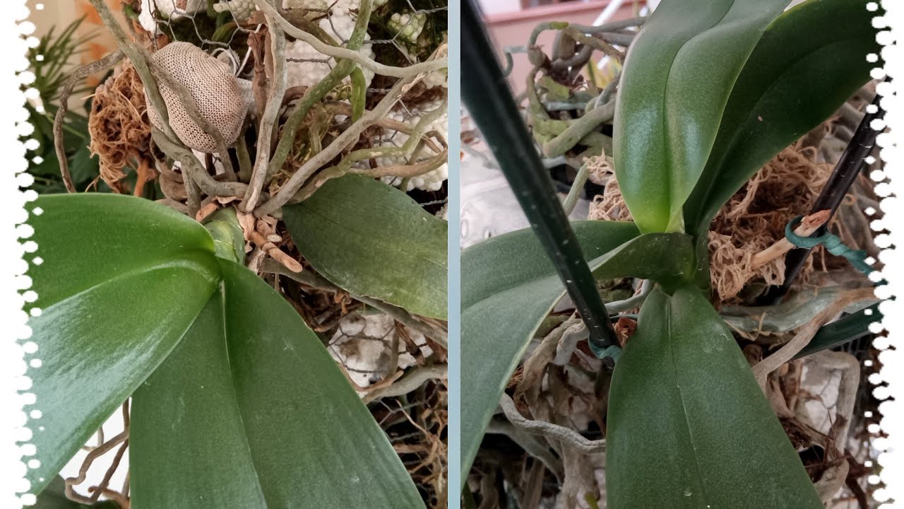 Isso definha as PHALAENOPSIS/MANUTENÇÃO E ADUBO SEM CHEIRO.