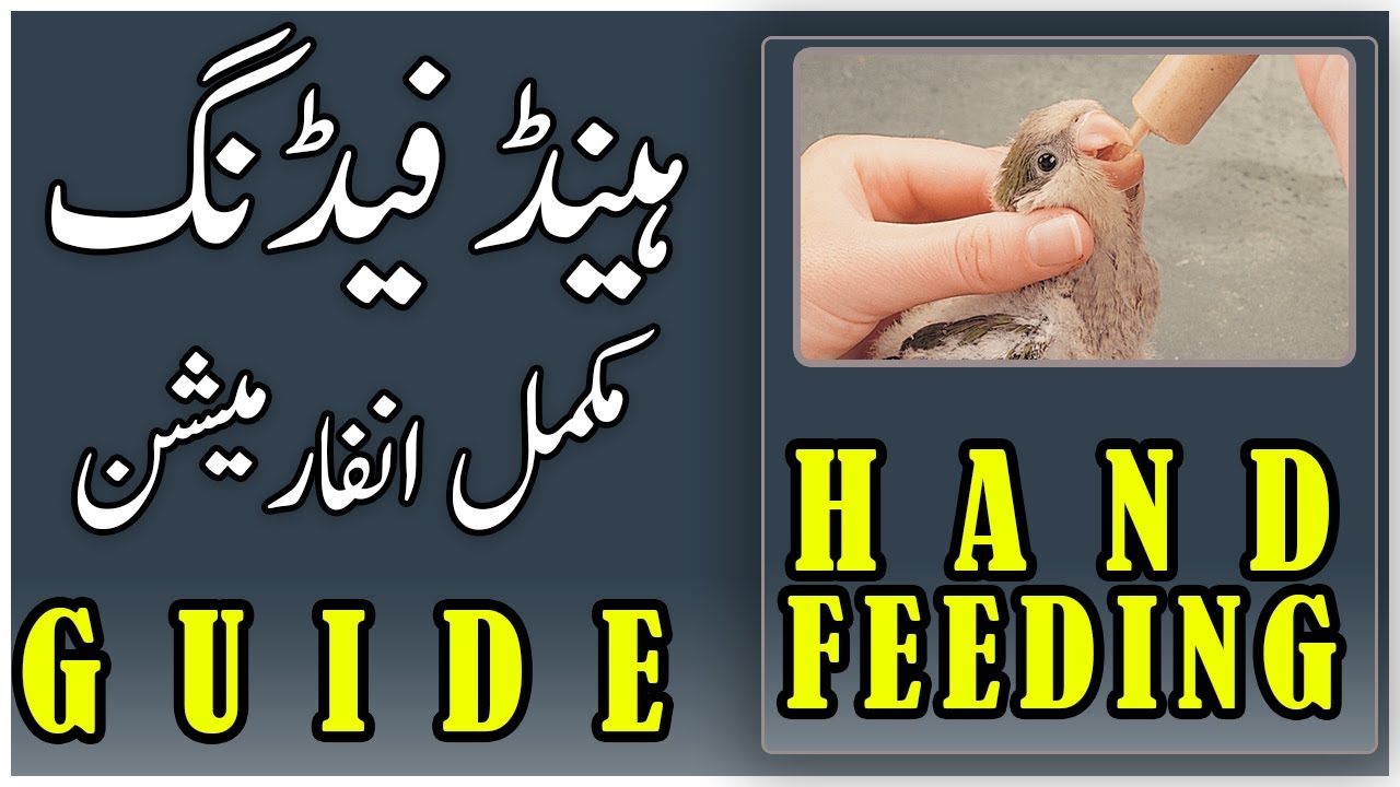 HOW TO HAND FEED BUDGIES BIRDS AND THIER CHICKS. Video No 475