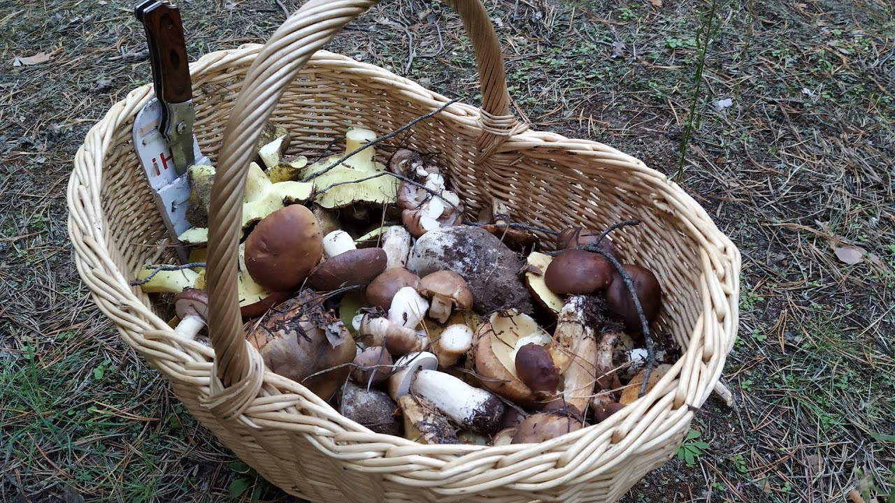 Удивительное разнообразие грибов в одном месте.