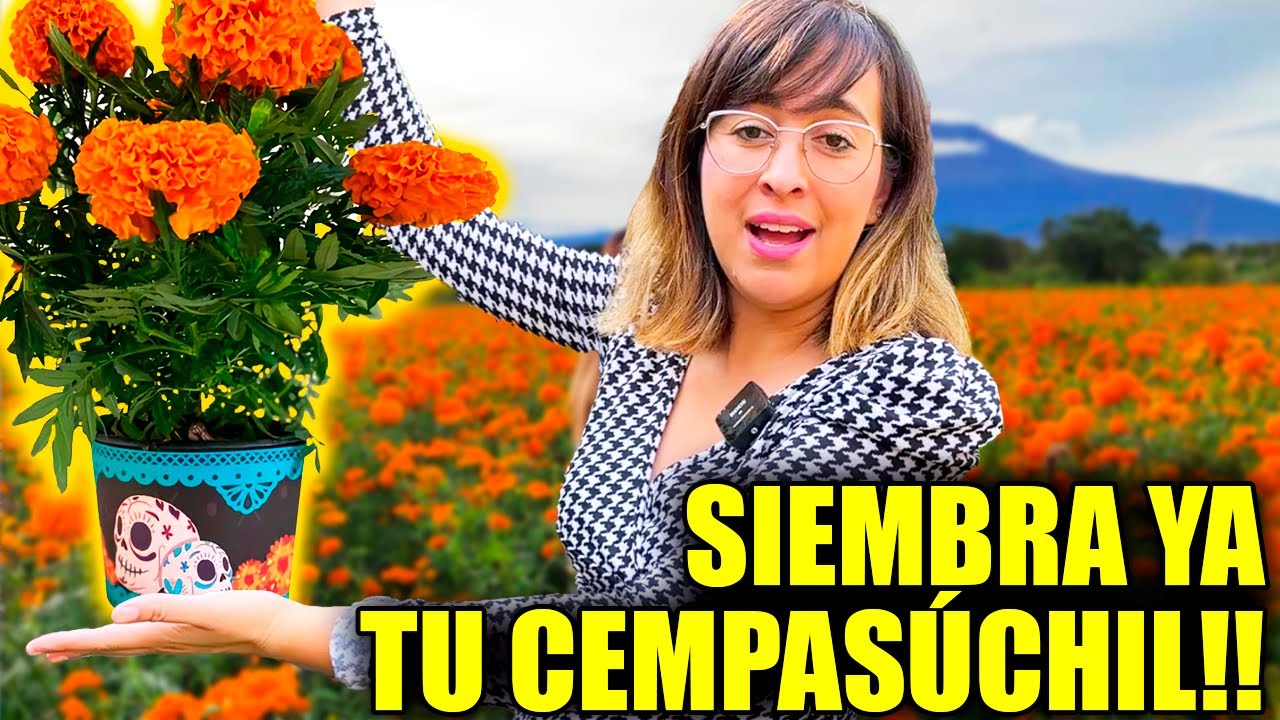 🎃 &iquest;CU&Aacute;NDO Y COMO SEMBRAR CEMPAS&Uacute;CHIL? 🎃 (Para d&iacute;a de muertos)