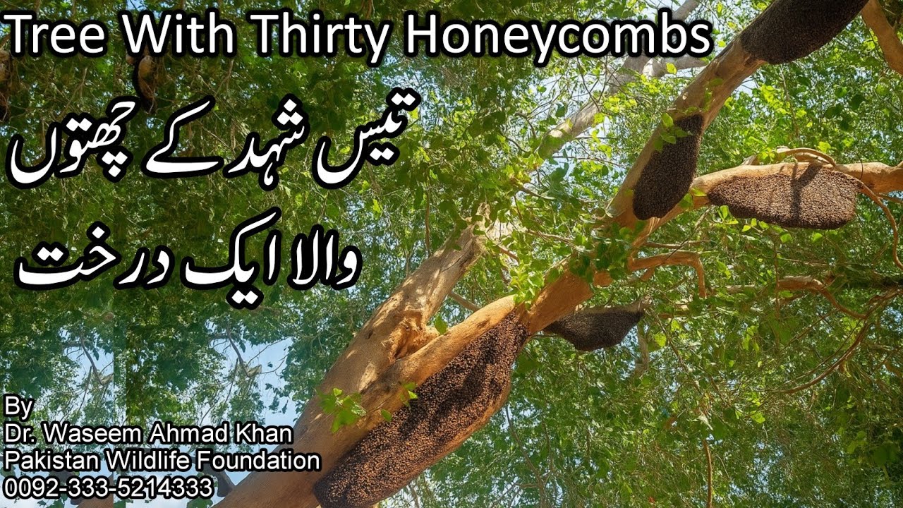 A Tree With Thirty Honeycombs | Tees Shehad K Chatay Aik Darkaht Par | How Honeybees Select Trees