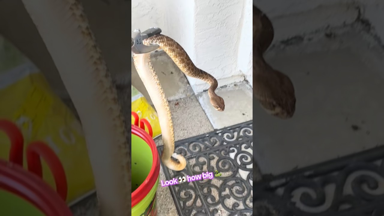 В доме в Калифорнии появился гость 🐍 #youtube #california #fyp #snake #video #viral #wow #reels #...