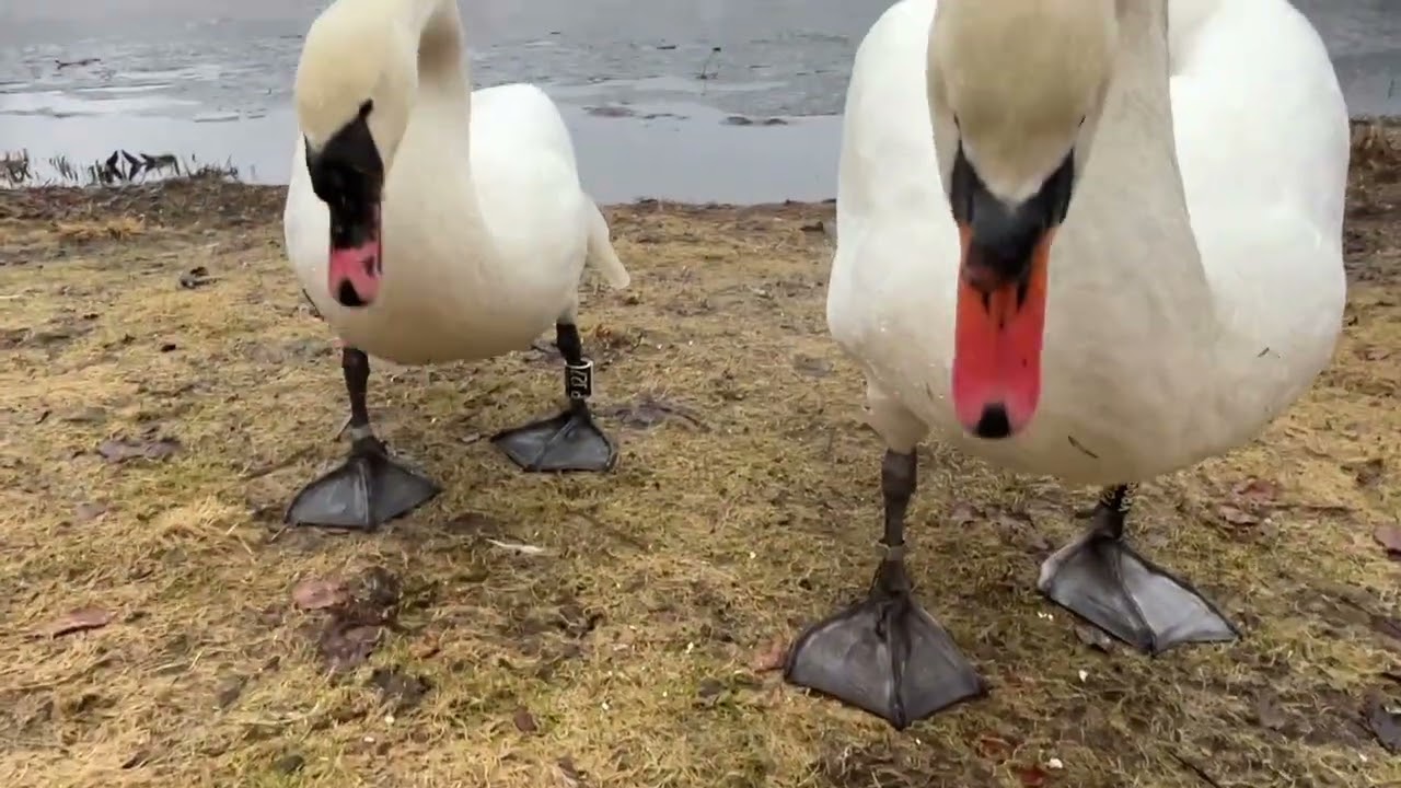 Handfeeding Swan couple March 10' / Black Ducks join us / Norway 