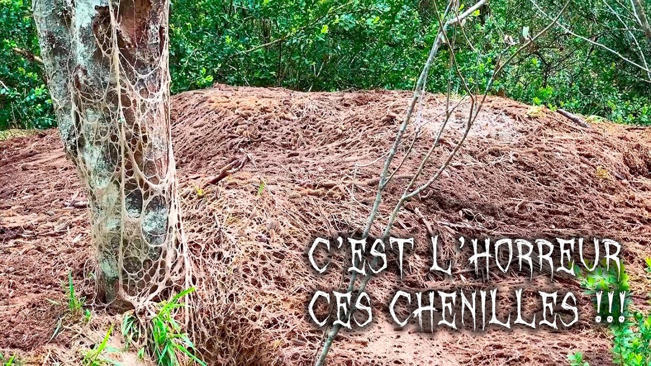 Chenilles processionnaires en Lozère - FRANCE - Benoit Lagambas Wildlife photographer