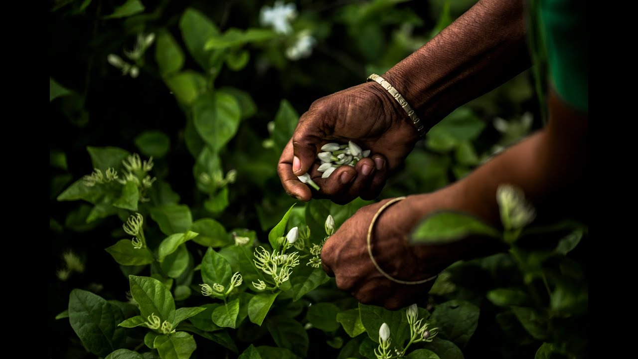 The Quest for Essences Episode 3 – Jasmine in India