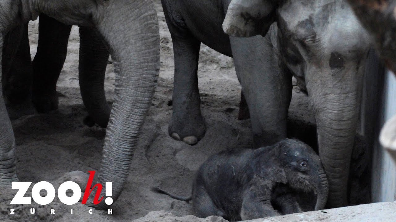 Zoo Zürich Jungtier: Geburt von Omysha