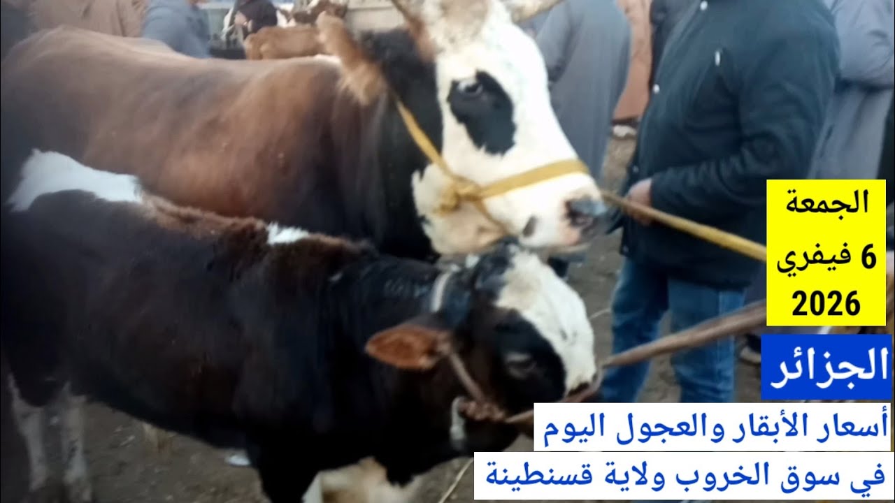 أسعار الأبقار والعجول اليوم في سوق الخروب قسنطينة الجزائر الجمعة 6 فيفري 2026