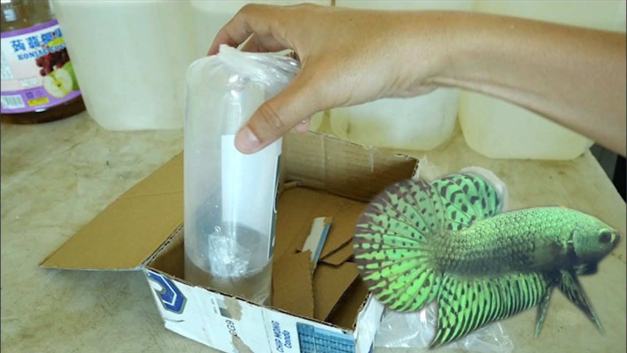 Meet My New Wild Betta Alien Green! Water Setup & Unboxing