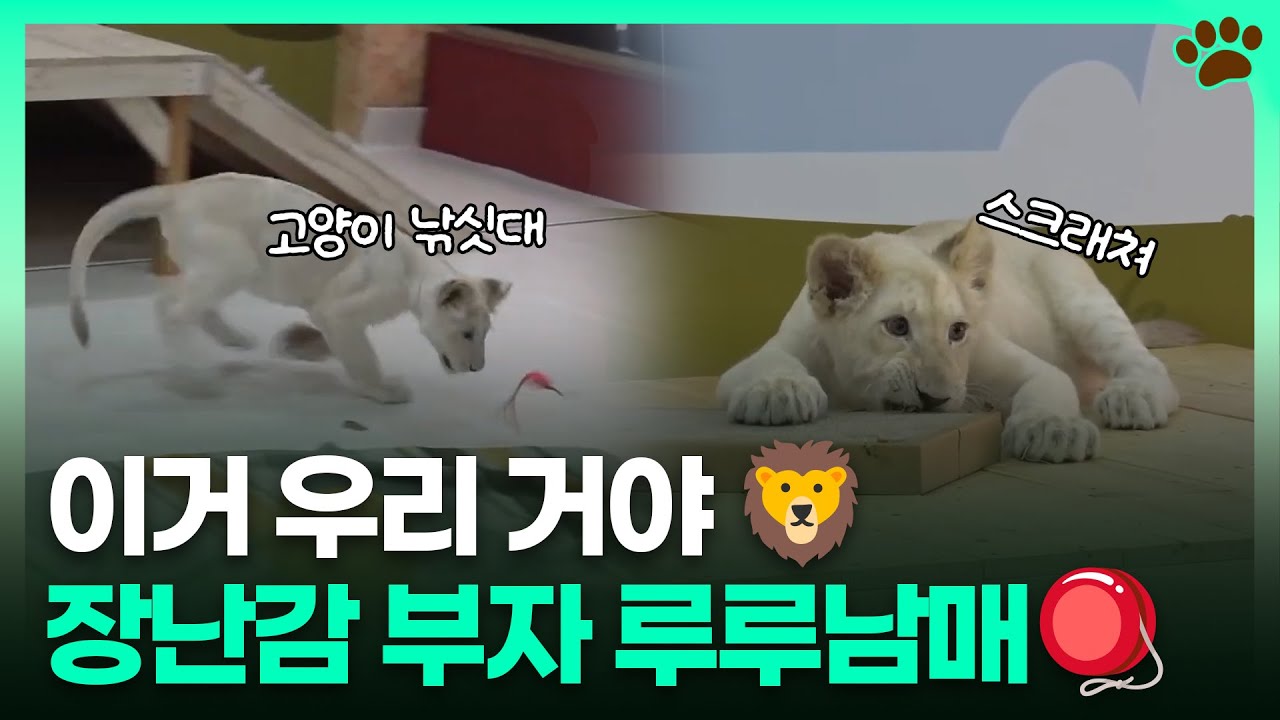 오늘 장난감은 뭘로 할까?🪀장난감 부자 된 백사자 루루 남매 🦁ㅣTBC e슈