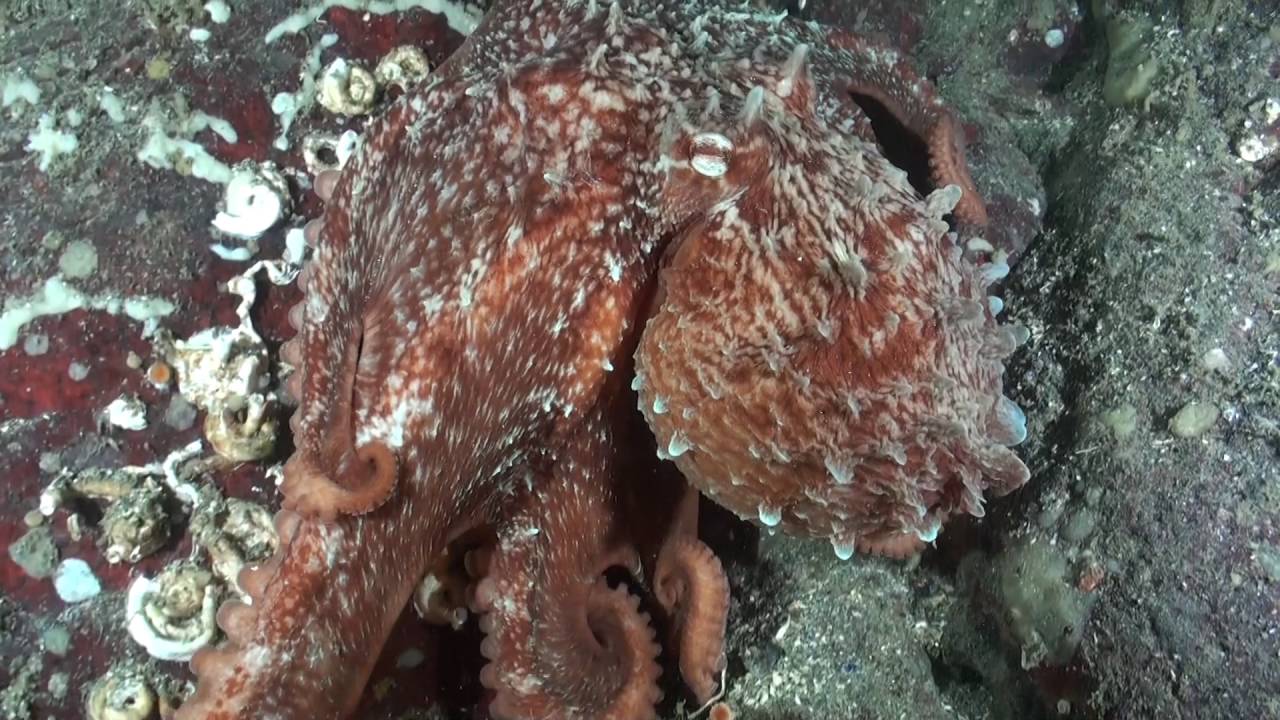 SCUBA Diving Whytecliff Park
