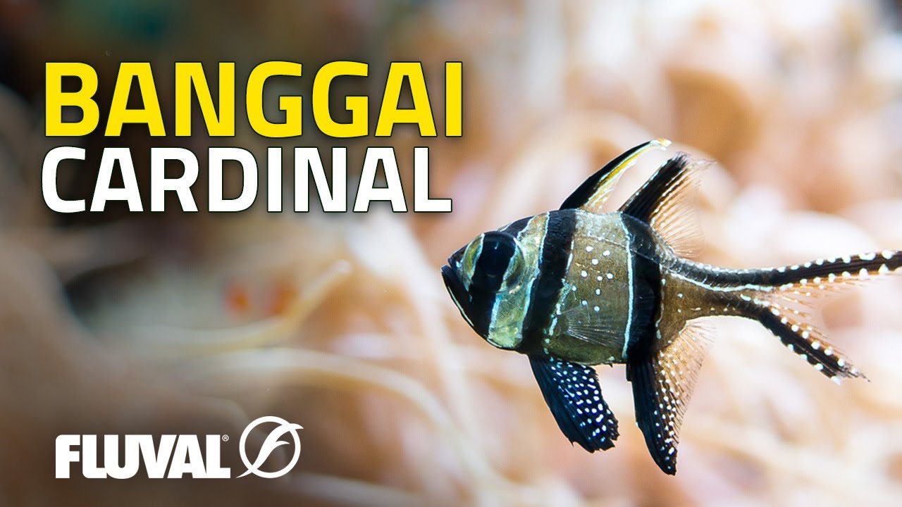 SPECIES SPOTLIGHT | Banggai Cardinalfish