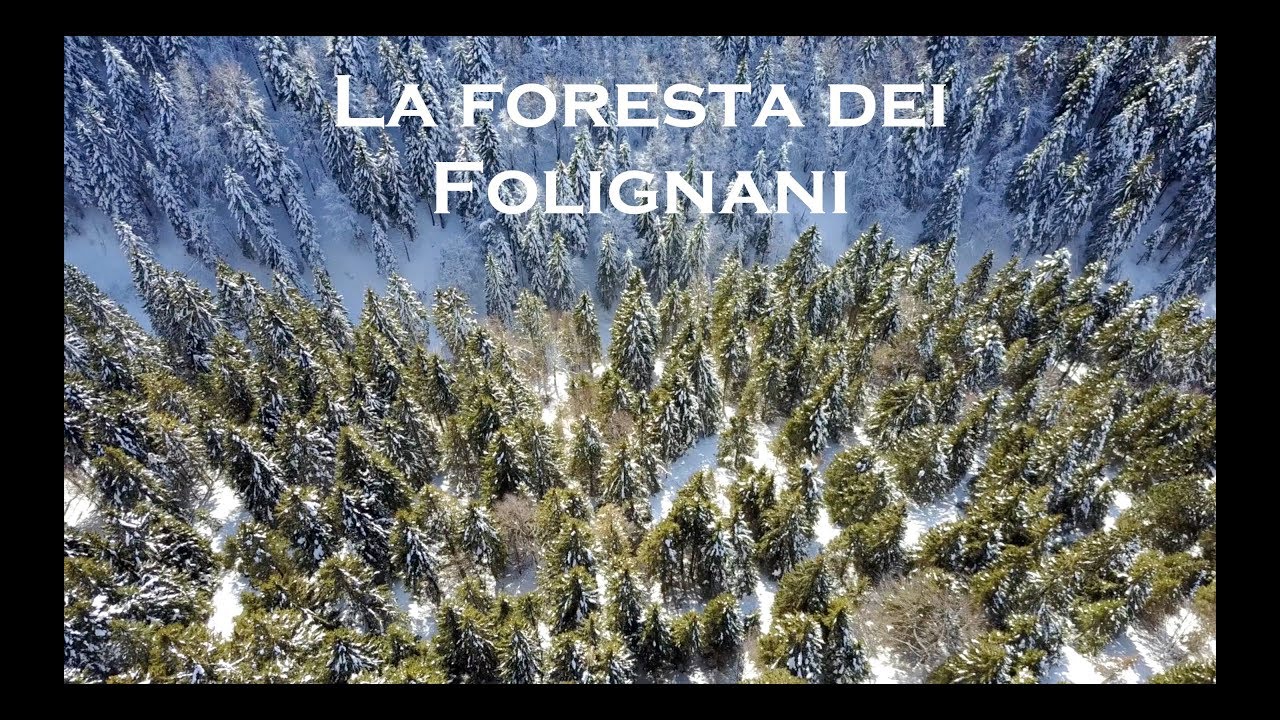 Foresta dei Folignani - ciaspole nel sole - Lessinia Landscape!
