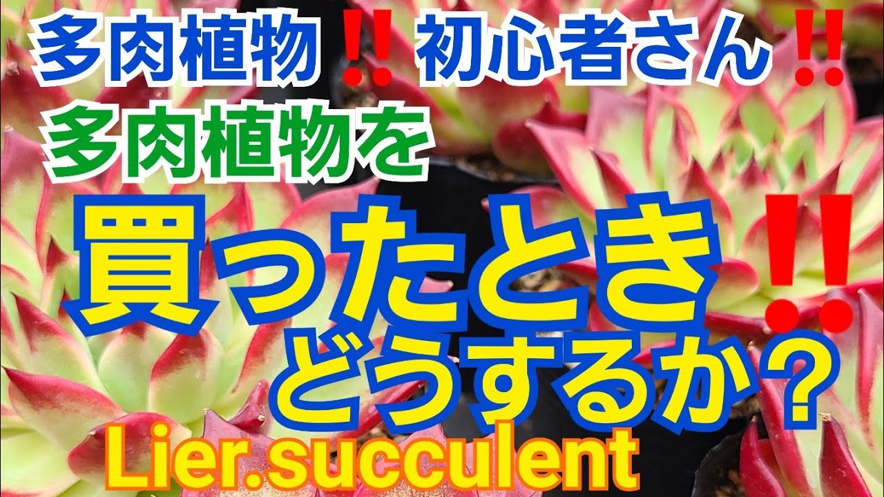 【多肉植物】【ガーデニング】多肉初心者さん🔰必見‼️多肉植物を買ったとき‼️どうするか⁉️2021年6月9日