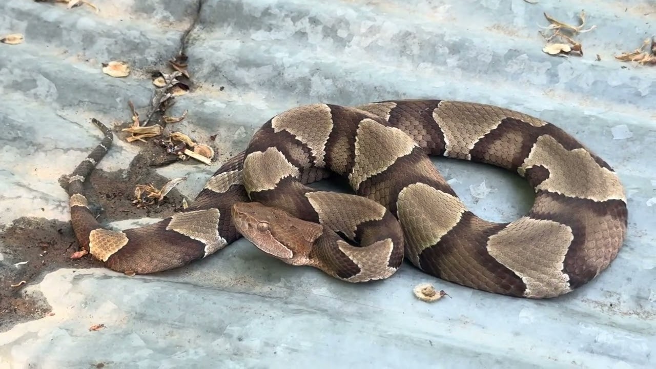Spring Herping! Incredible wildlife. 