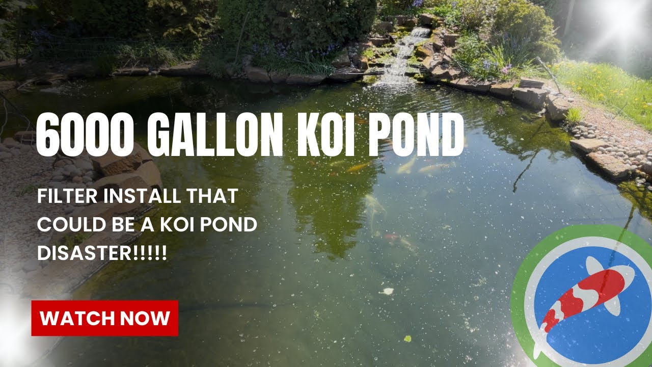 6000 gallon koi pond filter install without draining  it