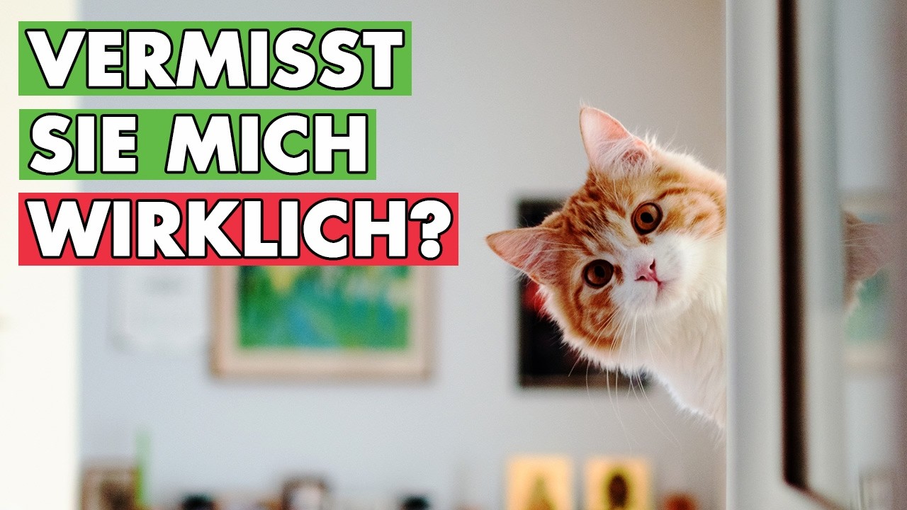 Das Geheimnis der leeren Wohnung: Versteht meine Katze Einsamkeit?