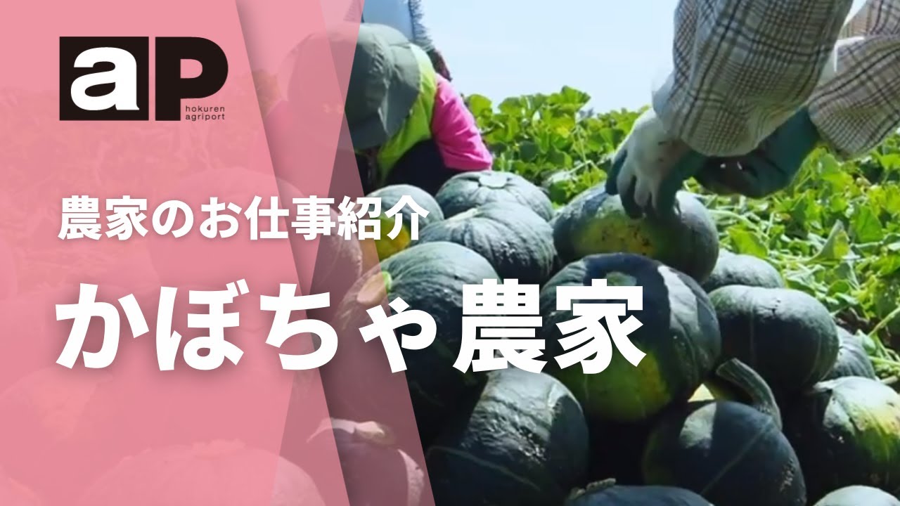 【アグリポート】農家のお仕事　かぼちゃの収穫