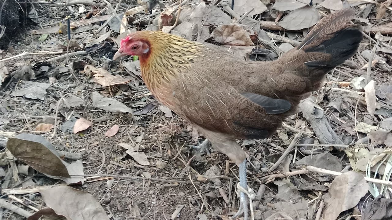 เสียงไก่ต่อตัวเมียร้องหาตัวผู้