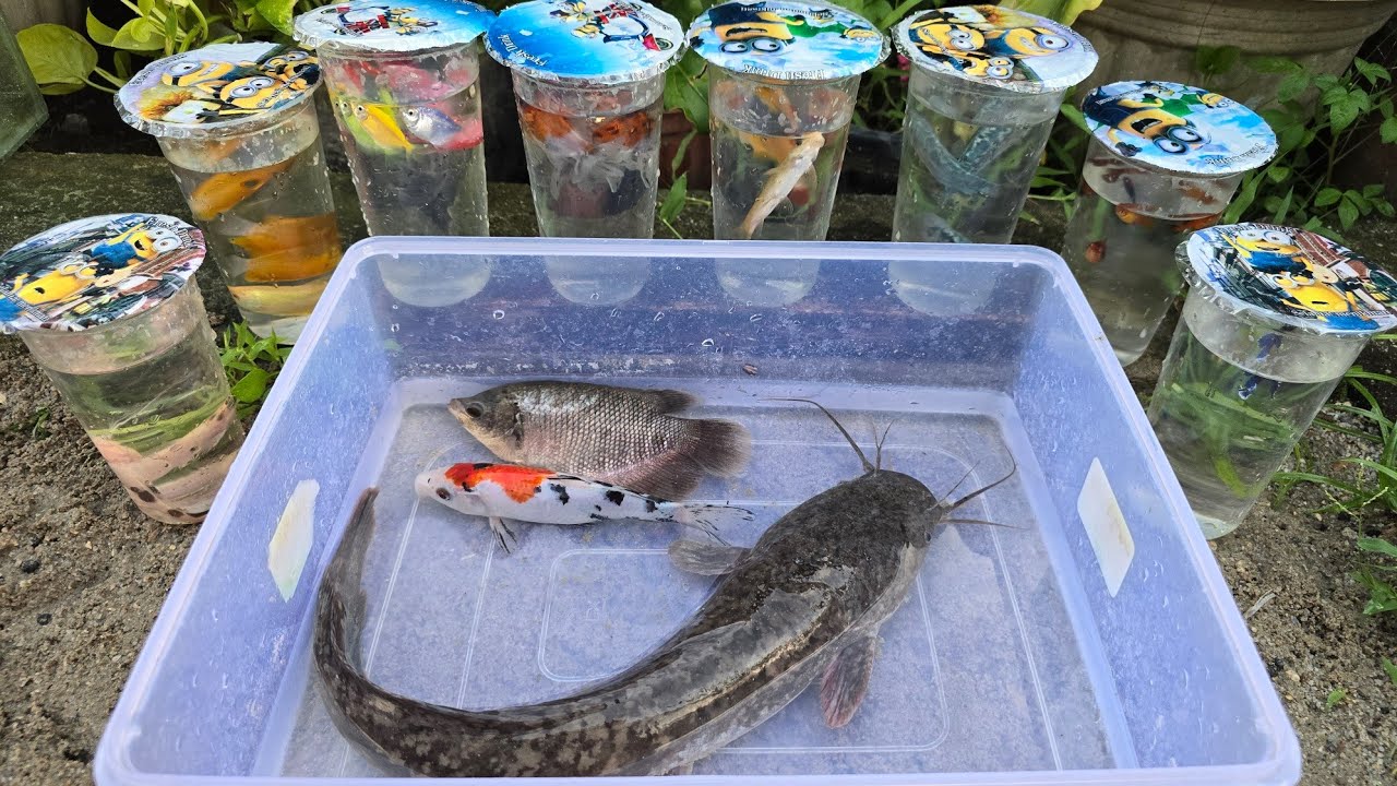Unboxing Telur Ikan Cupang, Ikan Koki, Ikan Lele, Ikan Hias, Ikan Koi, Ikan Lucu, Guppy,Kura Kura 66