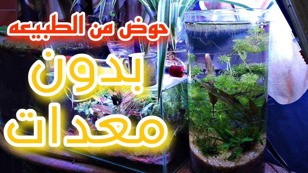 انشاء حوض سمك عباره عن ڤازه اسطوانيه بدون فلتر وبدون سخان وبدون غاز co2