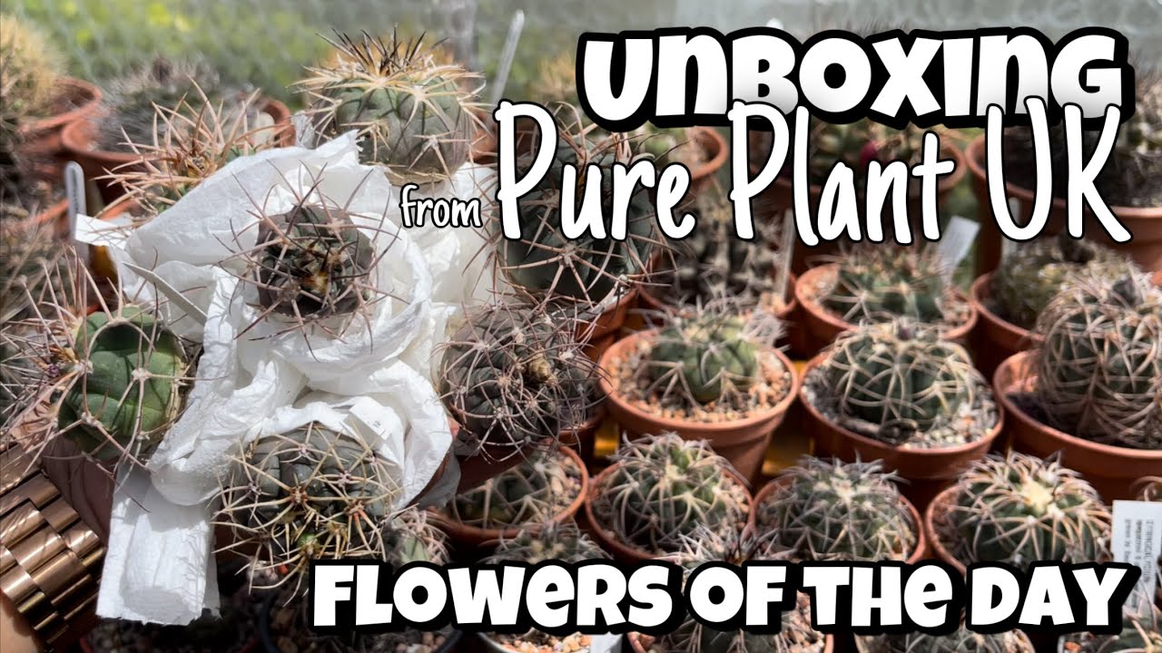 Cactus plant unboxing from Pure Plant UK | cacti and succulents flower of the day