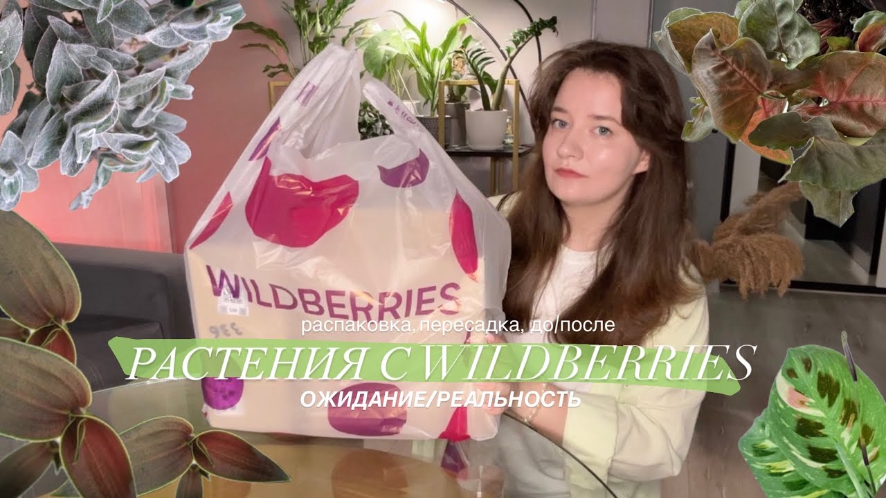 Заказала растения с WB || ожидание и реальность, удачные экземпляры и пересадка