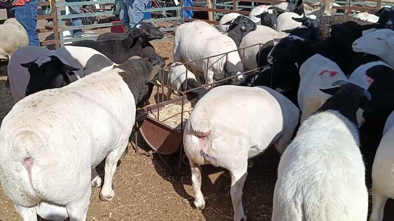 Tianguis de ganado Chalco estado de México 