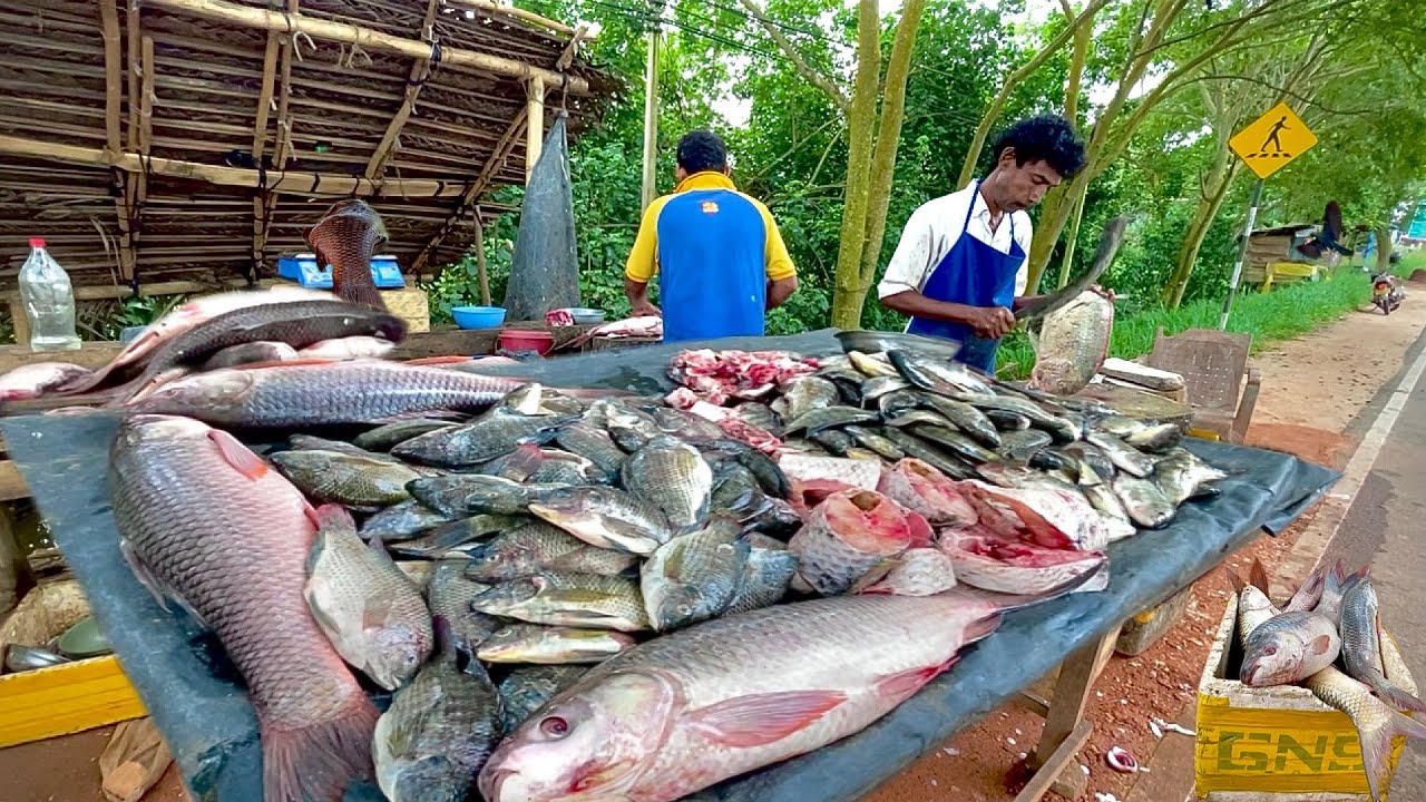 SHOCKING Truth! What Village Fishermen Do When Nobody's Watching in Sri Lanka!