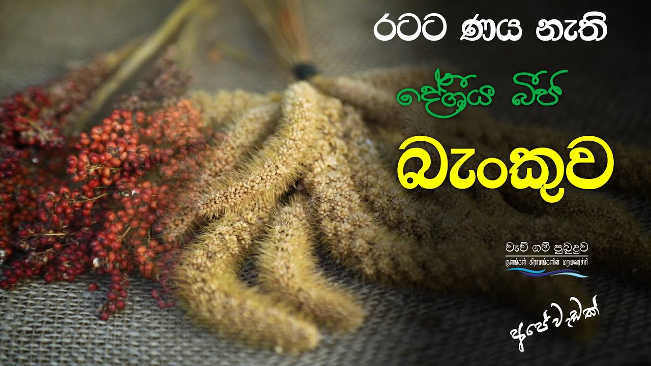 රටට ණය නැති දේශීය බීජ බැංකුව