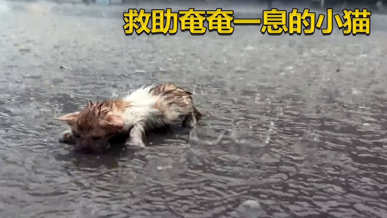 救助奄奄一息的流浪猫