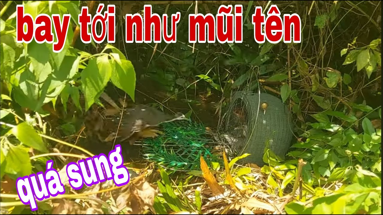 Trong Đời Mới Thấy Như Hôm Nay Chim Quốc Bay Tới Đá Như Vũ Bão # SĂN BẮT ĐỒNG THÁP #