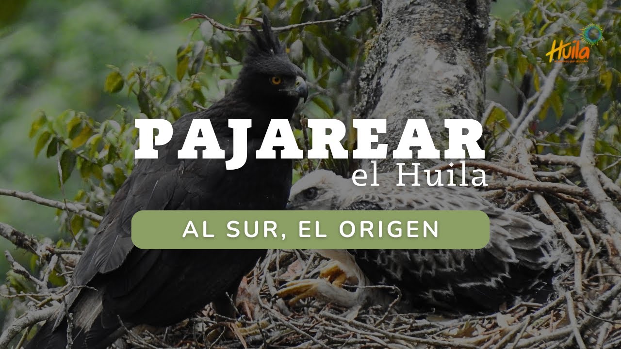 Pajarear el Huila - Episodio 1/4 - Al sur, el origen