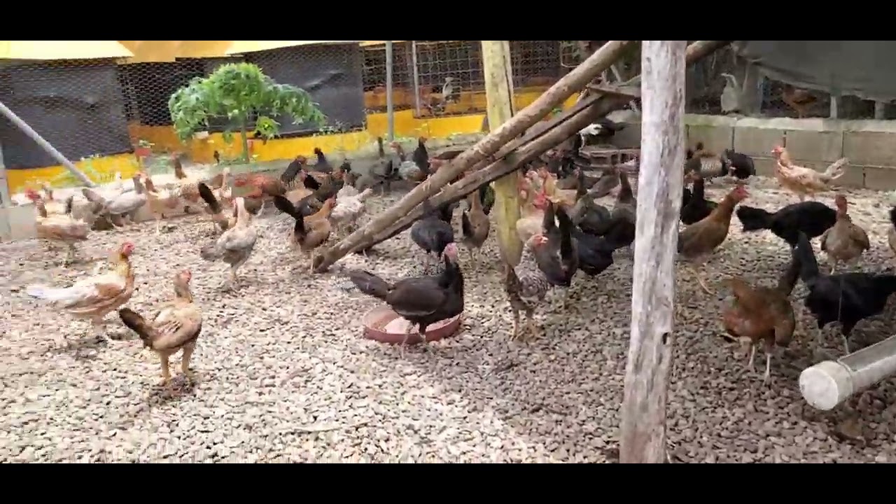 Edwin valerio mostrando su gallina madre de su criadero comenta y suscríbete