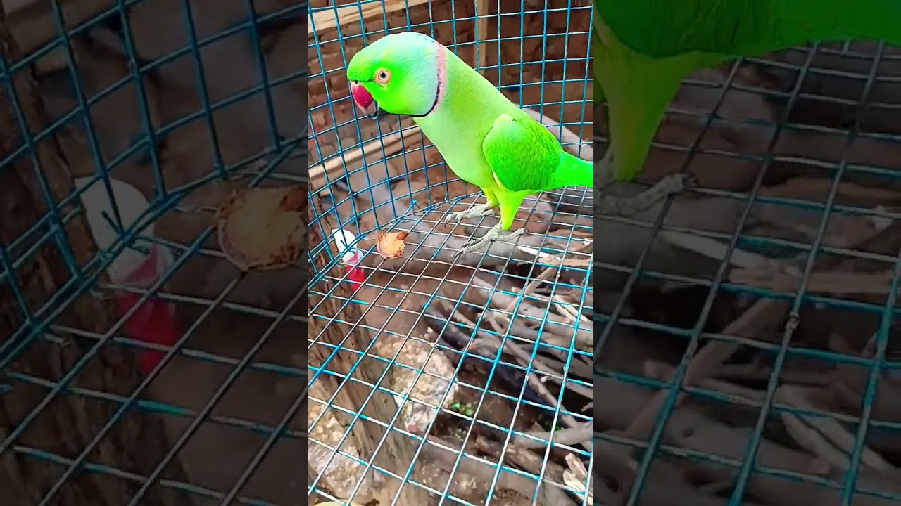 Talking parrot funny video talking mitthu sua sari mitu video talking parrot 🦜 funny video