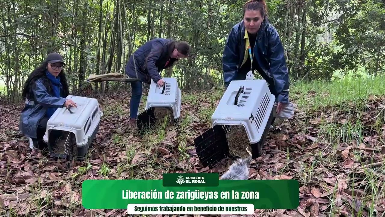 ¡Un regreso a la vida! 🌿🧡 | la liberación de nuestras amigas las zarigüeyas en su hábitat natural.