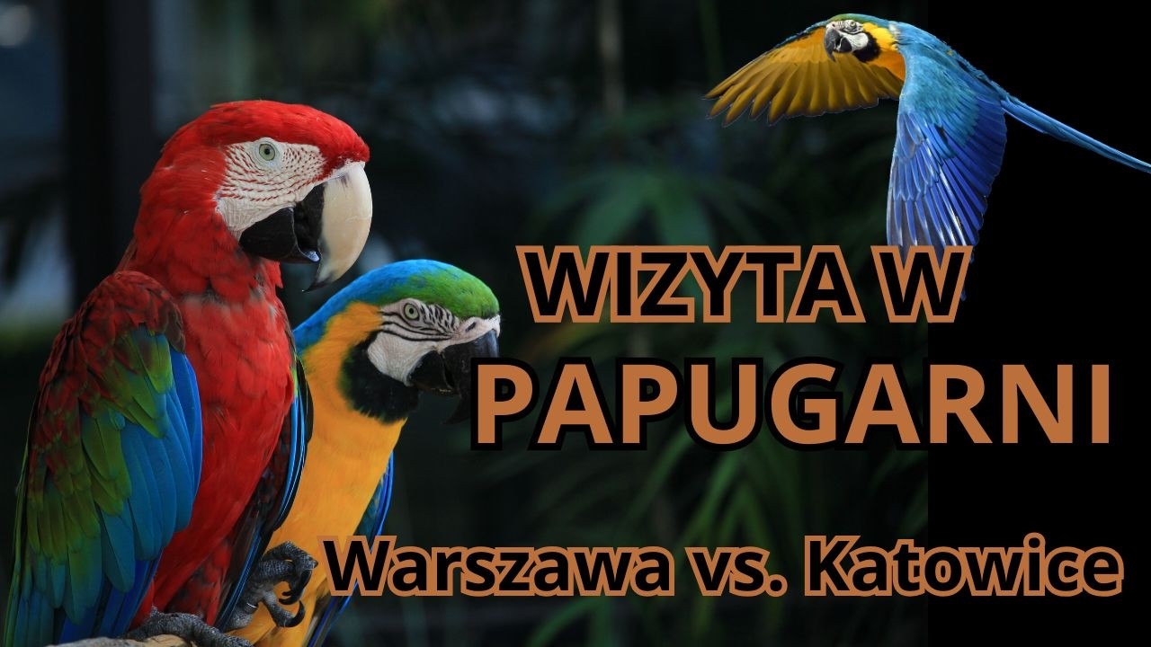 Czy warto iść do PAPUGARNI? 🦜Karmienie ptaków