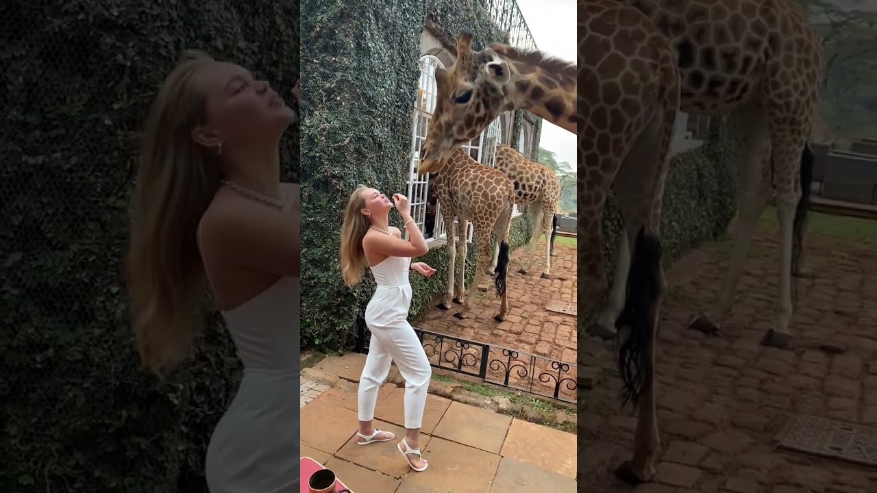 Giraffe Manor mouth-feed: unforgettable connection with wildlife in Nairobi