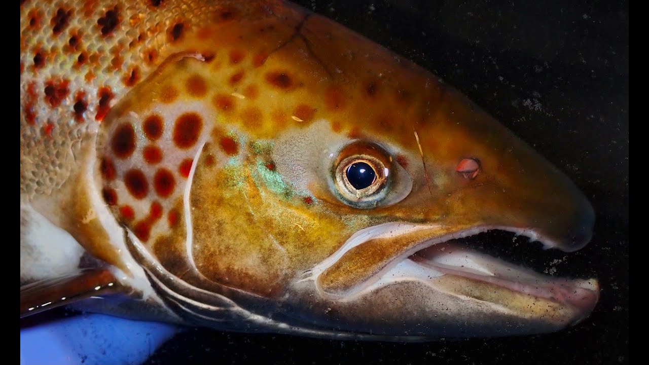 Turning the Tides for the Inner Bay of Fundy Atlantic Salmon