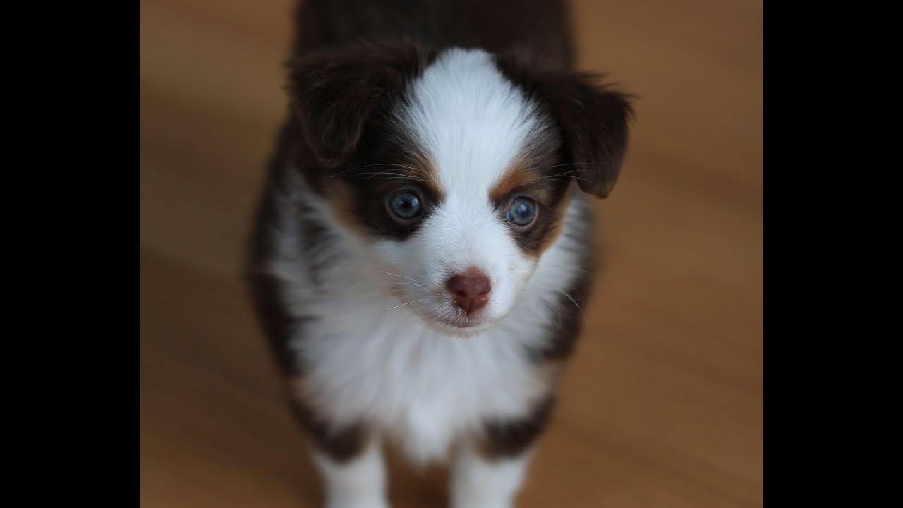 Copper - Toy Australian Shepherd
