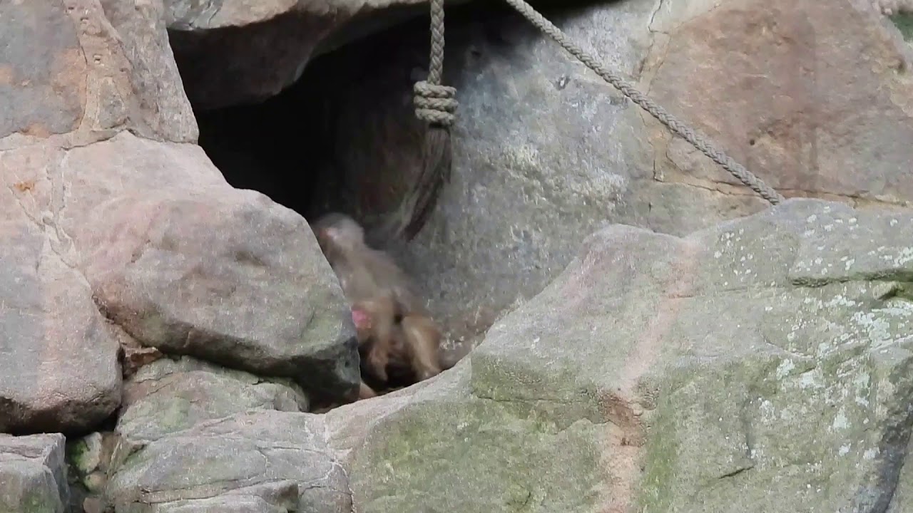 kleine Affen (Mantelpavian) beim Spielen und fliegende Pinguine aus Zoo Berlin 27.01.2021
