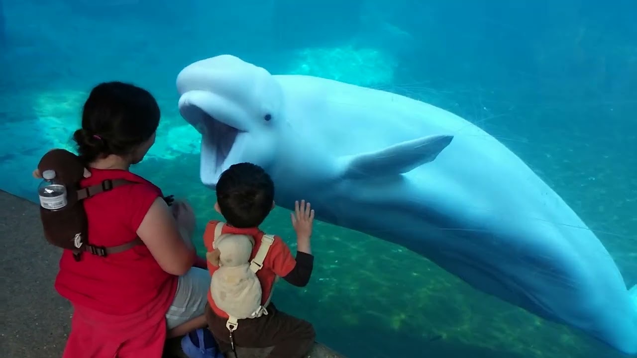 Friendy Whale clowns with kids, Mystic #aquarium please give a thumbs👍up #whales #fish #wildlife