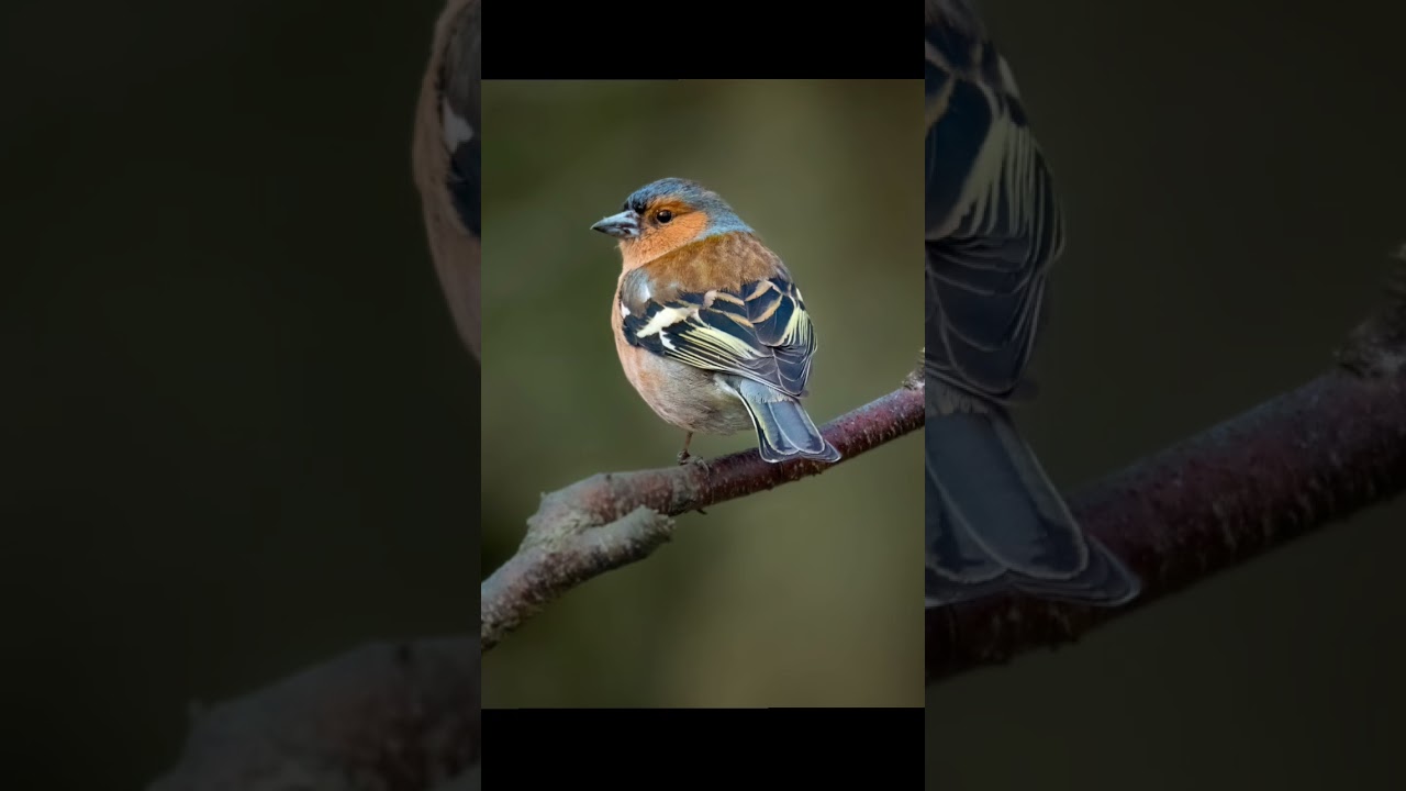 Chaffinch bird voice for sleep 💤|Nature with relaxation