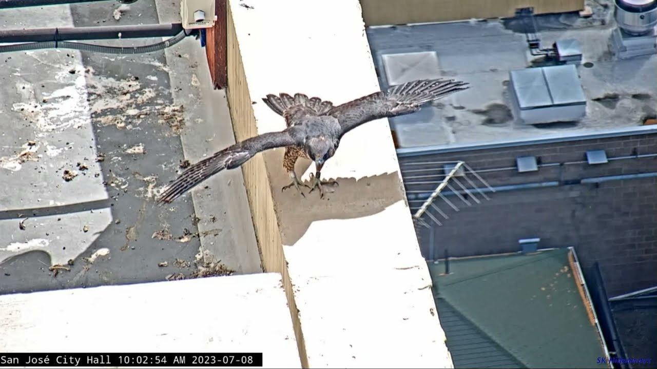 San Jose City Hall Falcons: Soledad orders breakfast in bed 🥞 2023 Jul 8