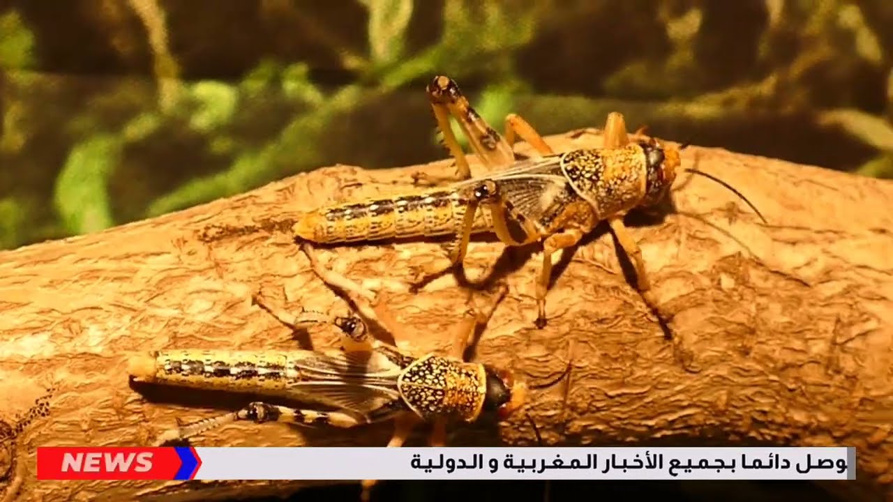 عاجل : إنفجارات قوية تهز مدينة مغربية و تخلف كارثة - أخبار اليوم الجمعة 20 فبراير 2026