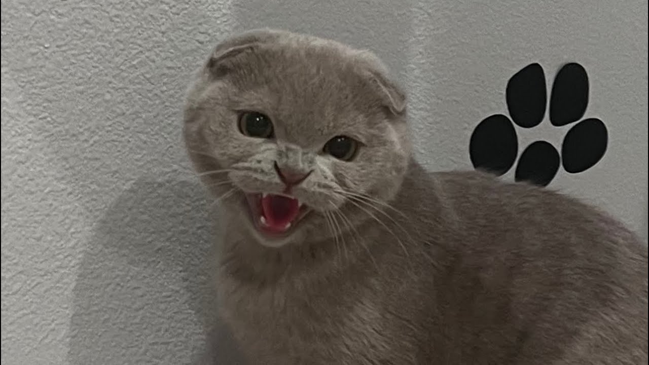 КАК Я ПОЗНАКОМИЛА КОТЁНКА СО СВОИМИ КОШКАМИ 😅