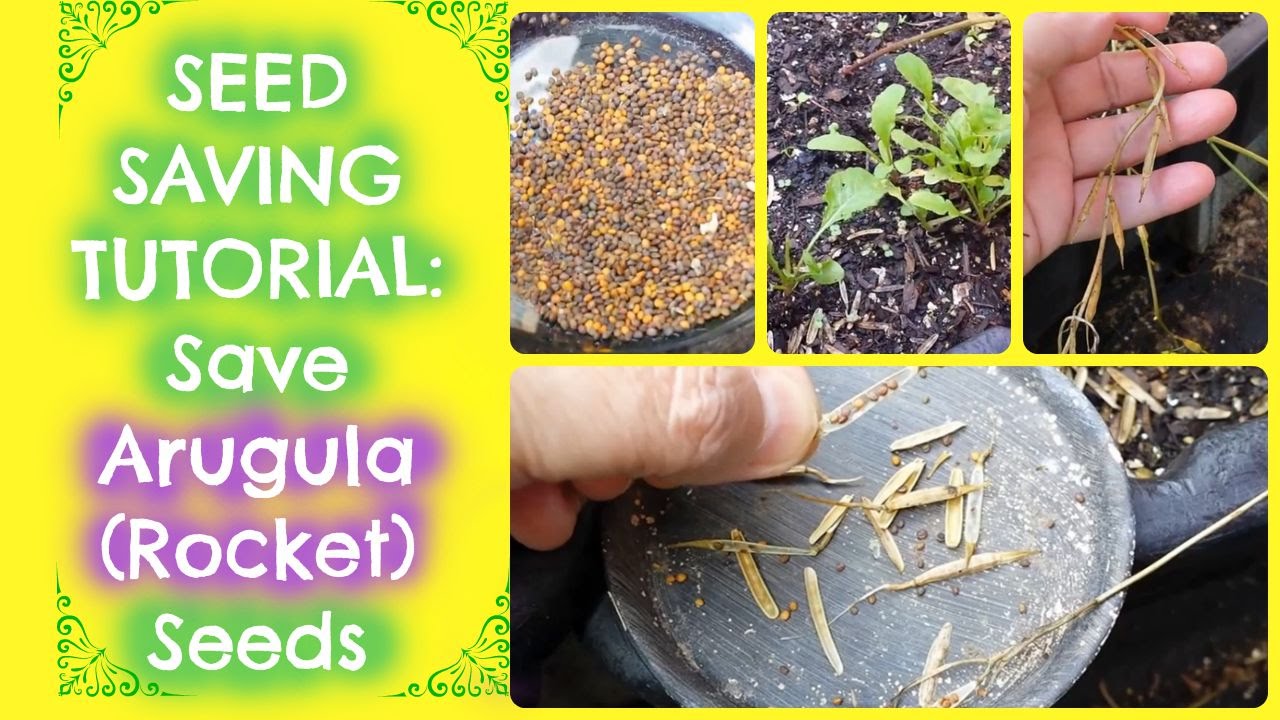Seed Saving - How To Save Arugula Seeds (Rocket Seeds) | Free Arugula for Life!