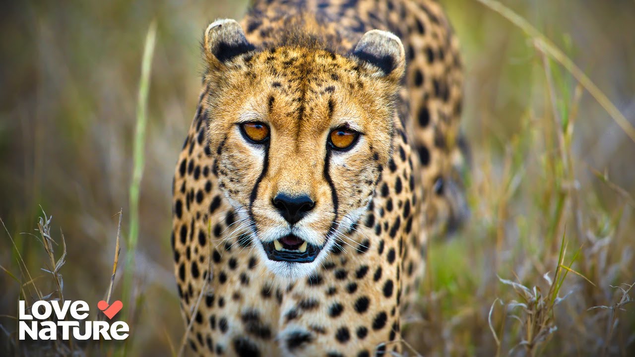 Cheetahs Hunt Down Prey! | Wildlife Icons 102
