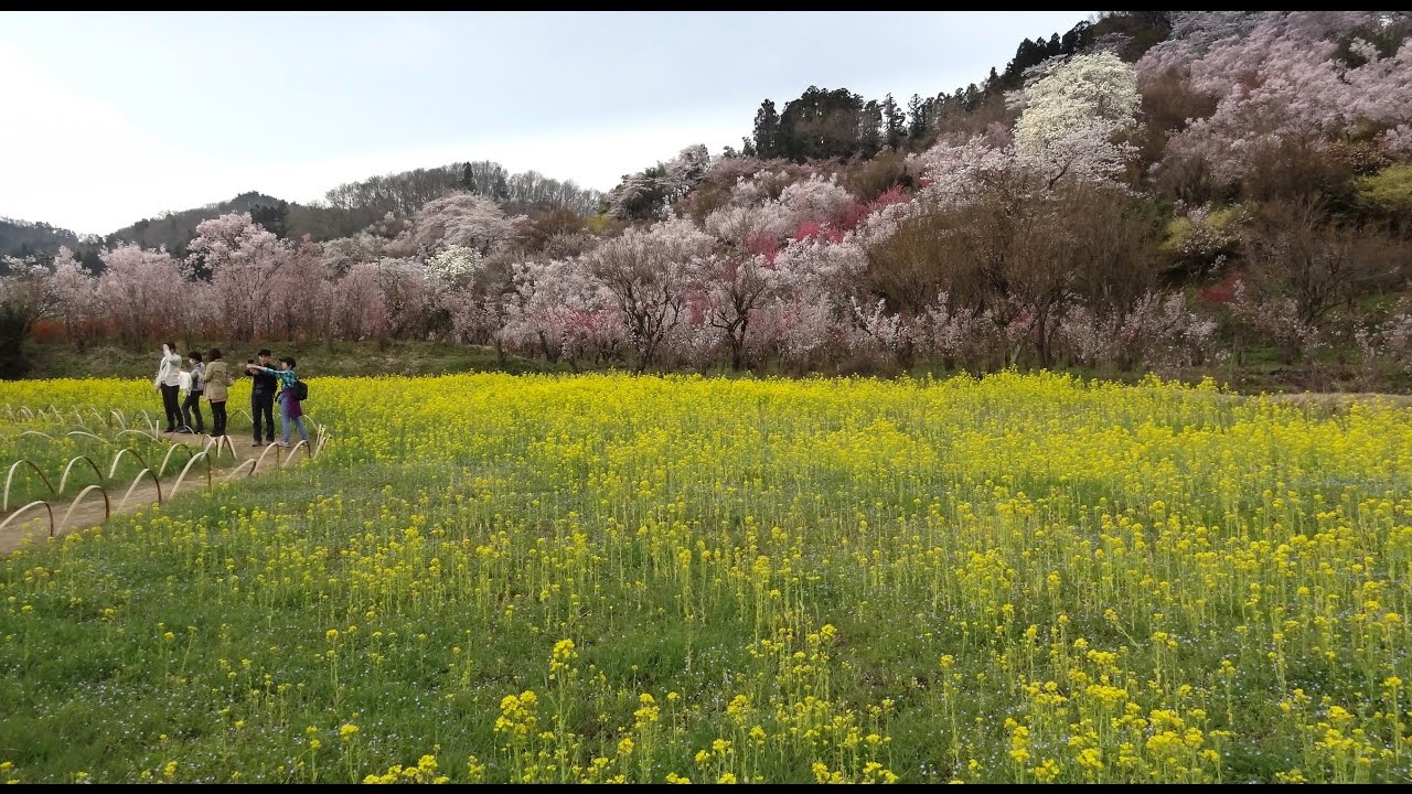日本福島花見山、宫城白石、松島櫻花之旅 (日本さくらの旅)